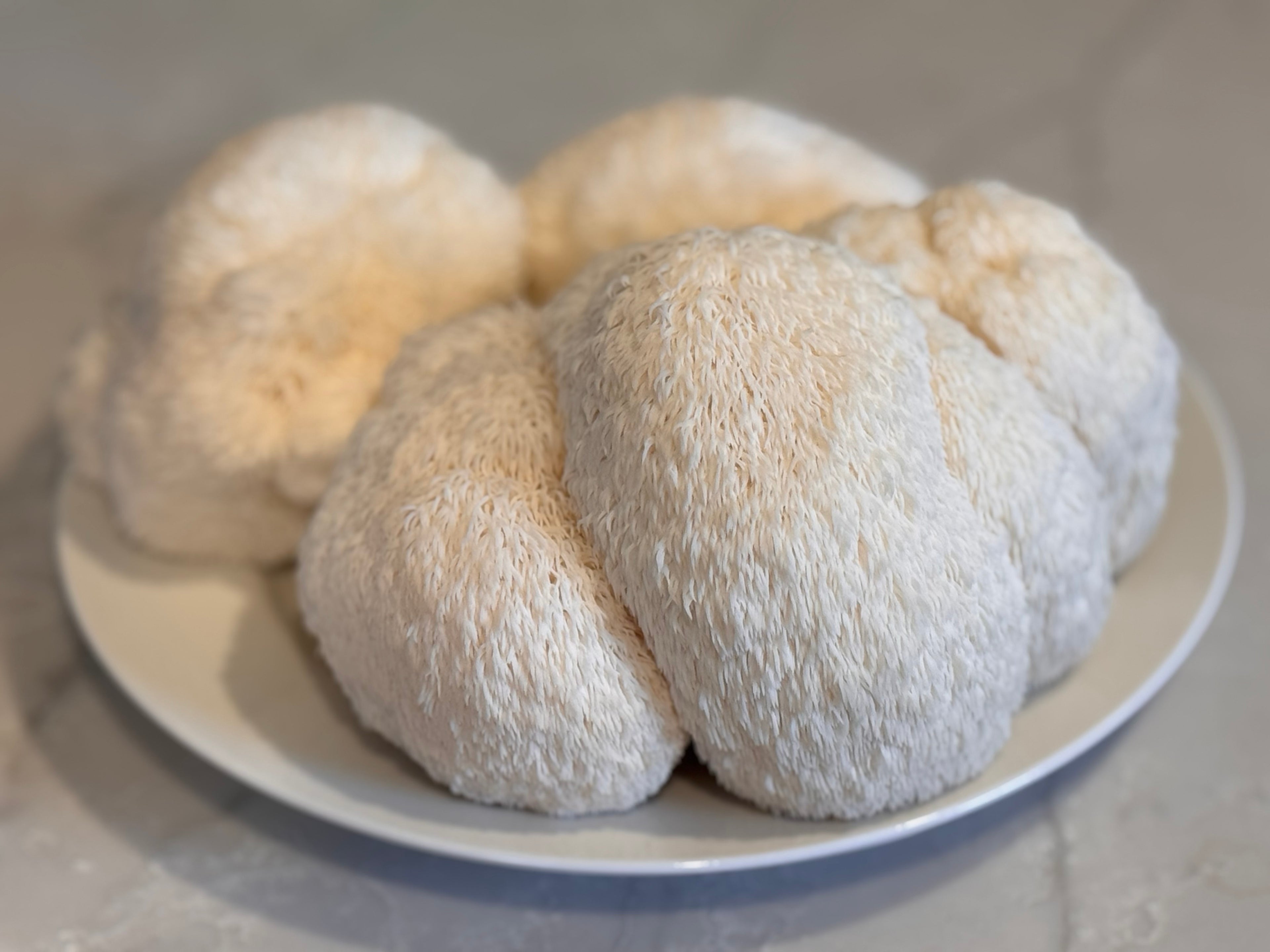 Lions Main Mushroom