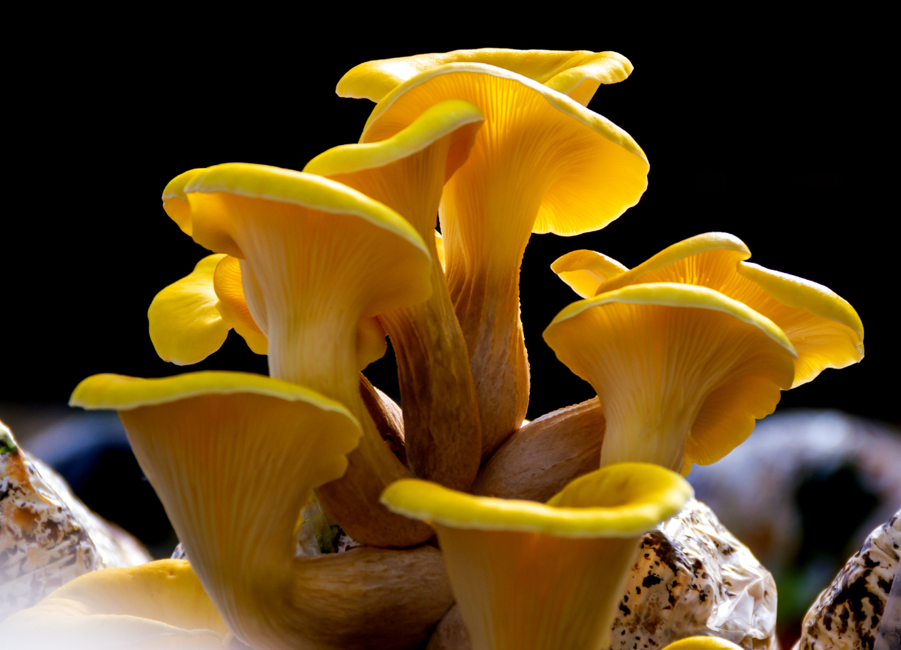 Golden Oyster Mushroom