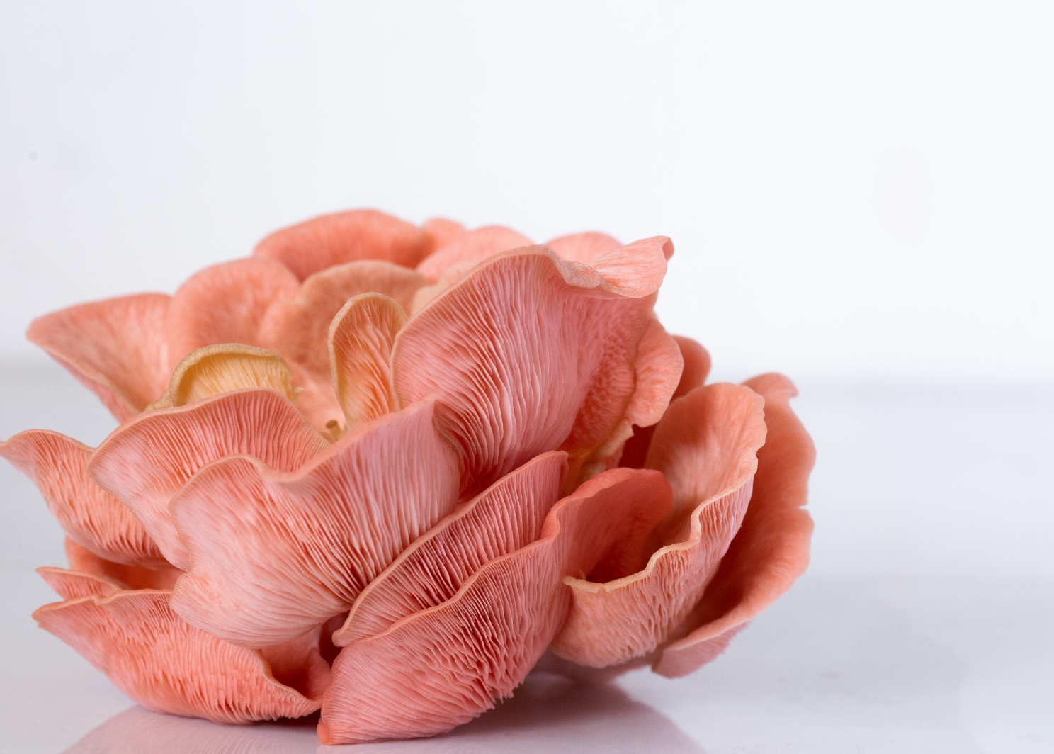 Pink Oyster Mushroom