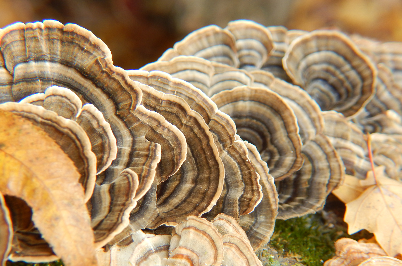 Turkey Tail Mushroom