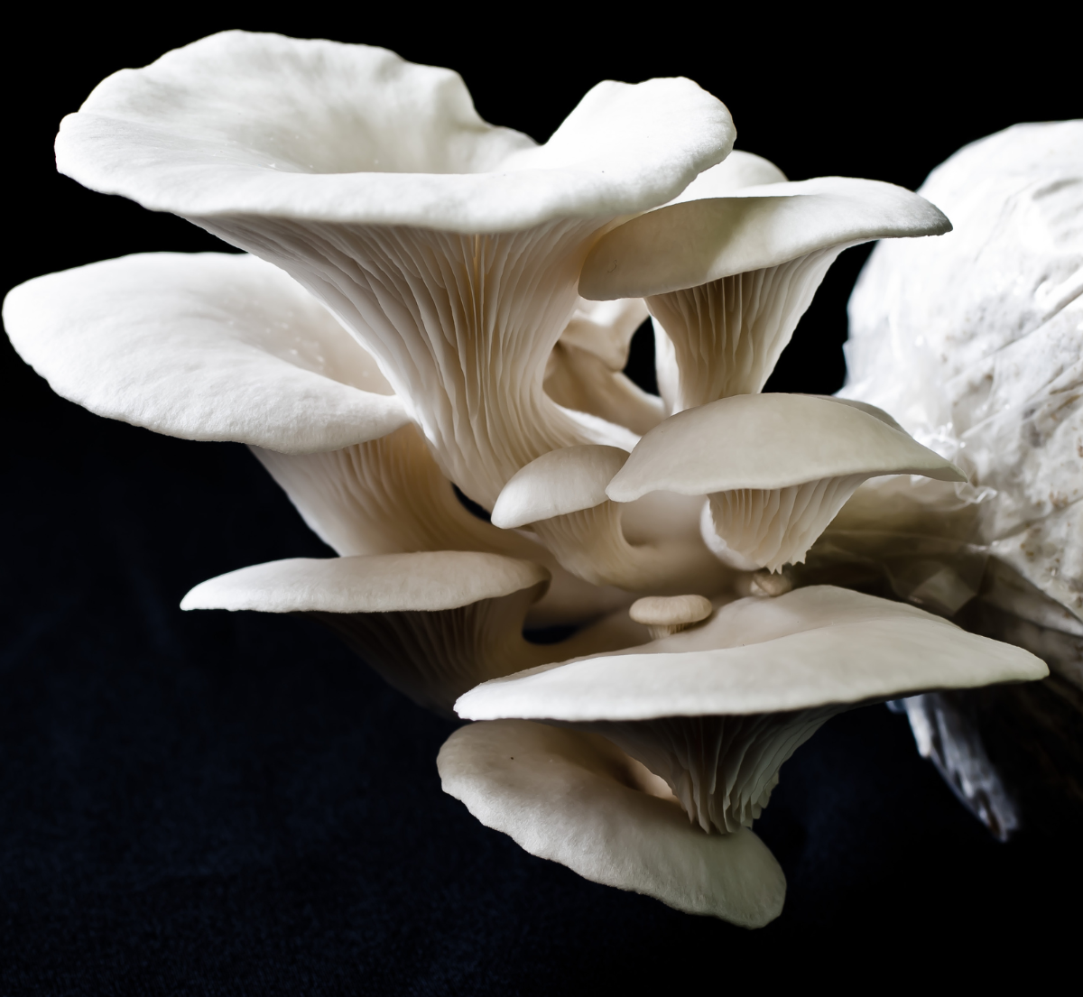 Elm Oyster Mushroom