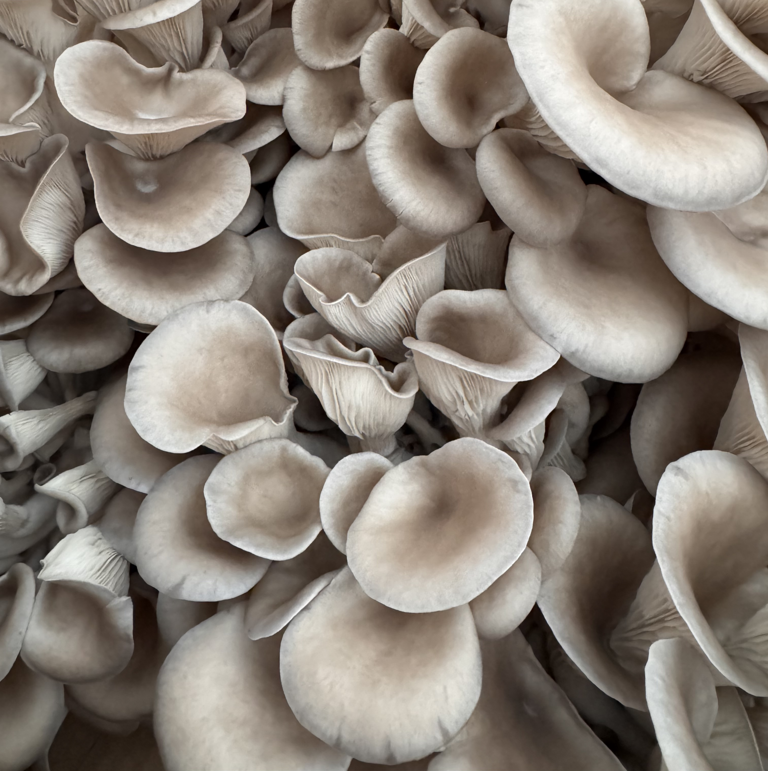 Blue Oyster Mushrooms